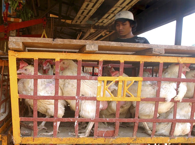 Chickens for sale in a market in Yangon, Myanmar March 15, 2006. Photo: Law Eh Soe/EPA