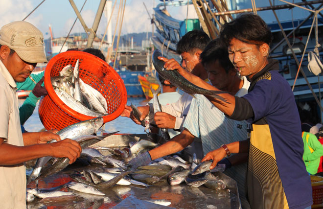 Myanmar migrant workers employed on fishing boats unload fish in Phuket, southern Thailand, June 13, 2009. Photo: Barbara Walton/EPA