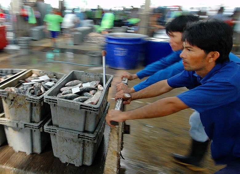 The Thai labour market relies heavily on migrant labour, workers who on occasion are under age. Fishmongers push a cart of fresh fish at the Bangkok fish market on January 20, 2005. Photo: Udo Weitz/EPA