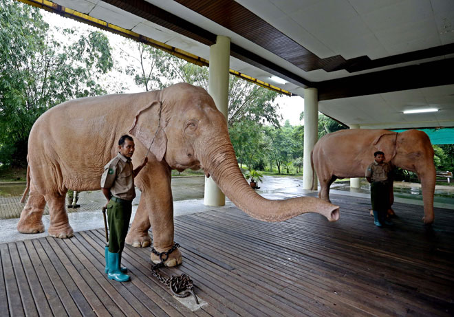 Female white elephants in the Royal White Elephant Garden in the outskirts of Yangon, Myanmar, July 2, 2013. Photo: Nyein Chan Naing/EPA