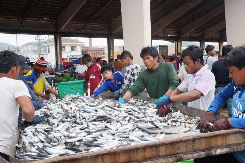 Sorting the catch in Phuket, southern Thailand, 22 April 2015. A European Commission decision has slapped the kingdom with a ' yellow card ' for allegedly failing to step up its battle against illegal fishing. Photo: Yongyot Pruksarak/EPA