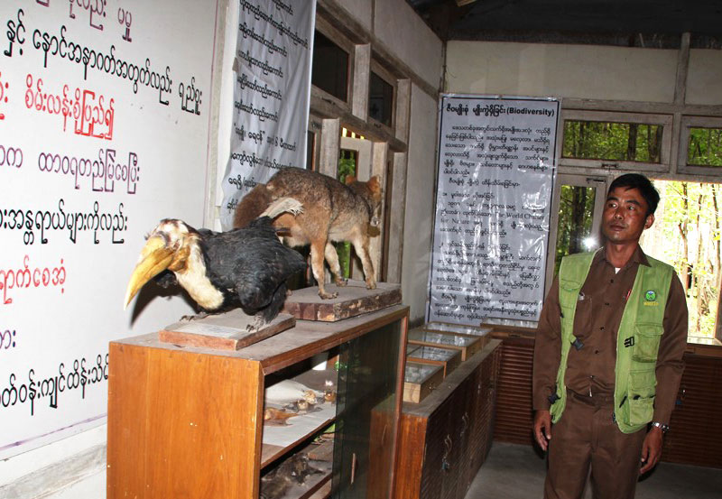 A small museum showcases some stuffed versions of the roughly 1,500 species of wildlife in Chatthin sanctuary. (Credit: Htet Khaung Linn/Myanmar Now)