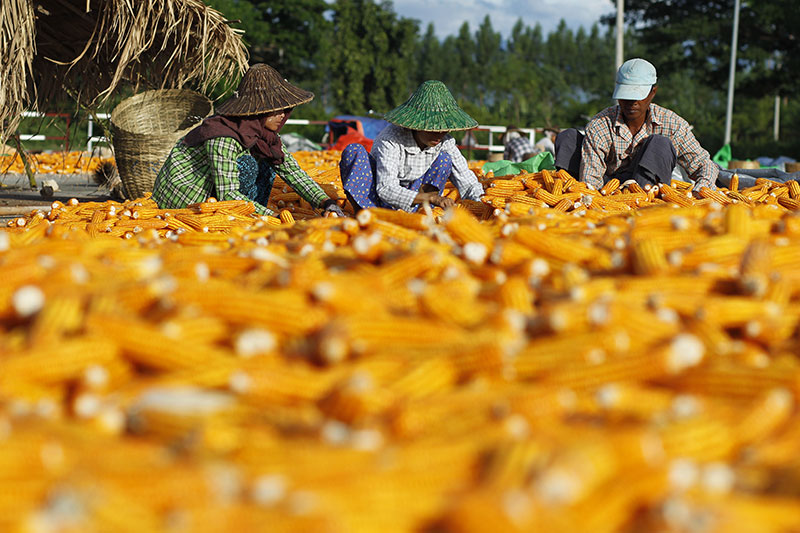 Myanmar workers preparing corn for drying in a field during the harvest in Naypyitaw, Myanmar, 16 September. Photo: Hein Htet/EPA