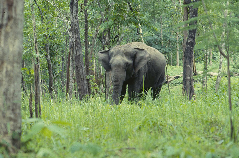 Better hope for the future of this juvenile elephant in the wild - See more at: http://www.mizzima.com/news-domestic/ministry-calls-urgent-action-reverse-decline-wild-elephant-population#sthash.jV8CKxdk.dpuf