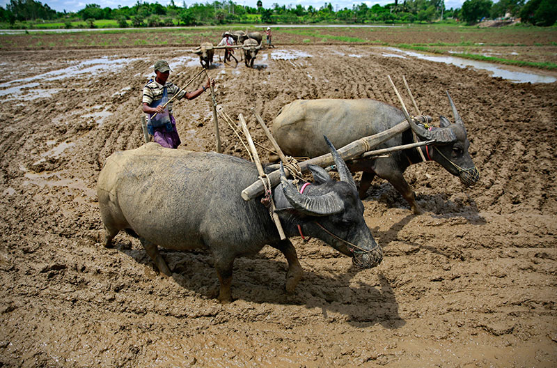 Myanmar farmers plough the land with buffaloes as they prepare to grow rice ahead of the rainy season in Naypyitaw, Myanmar, 07 June 2017. Photo: Lynn Bo Bo/EPA