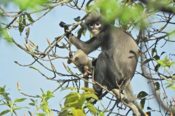 With just 200-250 left in the wild, the newly discovered Popa langur is likely to be classified as 'critically endangered'. Photo: German Primate Center/AFP