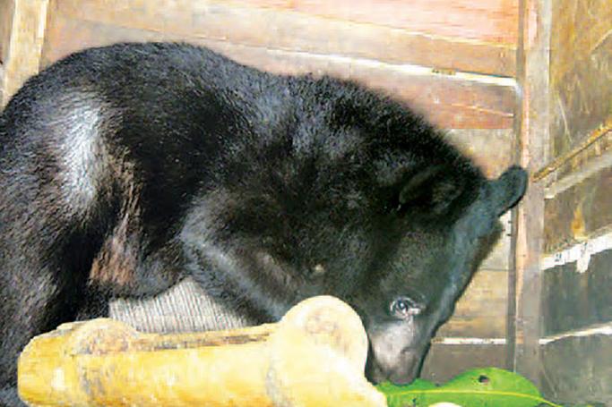 Donated Baby Panda seen in cage. Photo: IPRD