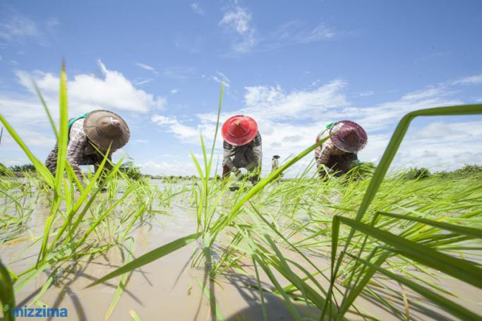 Farmers in Daik U Township, Bago region. Photo: Hong Sar/Mizzima