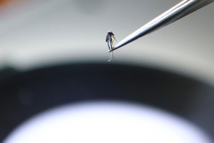 NASA is developing a new technique to forecast malaria outbreaks in Myanmar from space, as the emergence of new drug-resistant strains in Southeast Asia could thwart efforts to wipe out the deadly disease globally. (AFP photo)