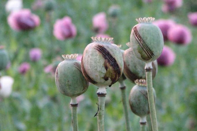 unodc to issue survey on rising opium plantation and production in