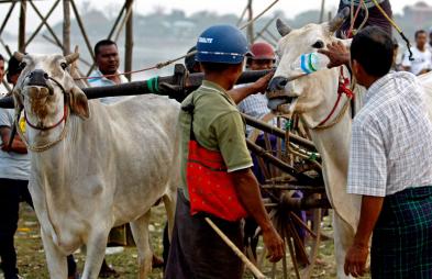 A man waters the mouth of an ox during a training session for bullock cart racing at a pagoda festival at Taungthaman Lake near U Pain Bridge in Amarapura, Mandalay, Myanmar, March 24, 2015. Photo: Pyae Sone Aung/EPA
