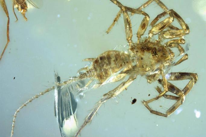 Specimen of newly discovered Chimerarachne yingi, a spider-like creature from Myanmar, trapped in amber. Photo: University of Kansas
