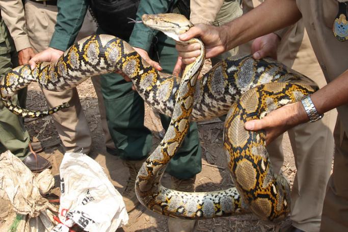 Cambodian police officers carry a python that was seized aboard a truck in a village in the Kandal province, Cambodia, 29 March 2016. Photo: Mak Remissa/EPA
