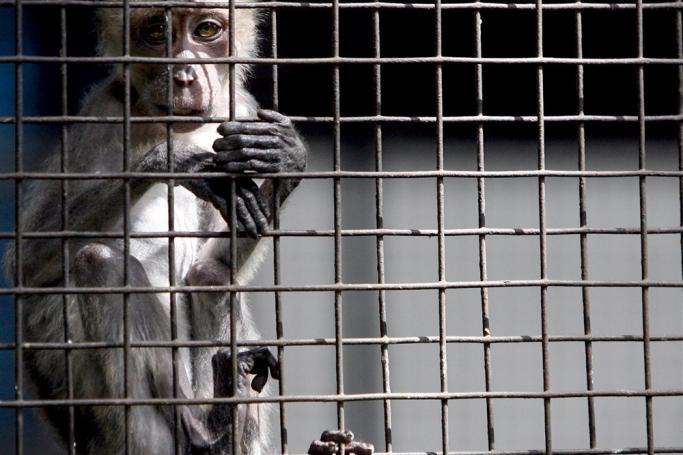Tailed Macaque (Philippine Monkey) is seen caged in the Wildlife Rescue Center in suburban Quezon City. Photo: EPA