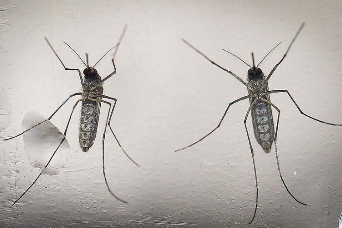 A file photograph showing a mosquito 'Aedes aegypti', that transmit the Zika virus, in a laboratory in San Salvador, El Salvador, on 07 February 2016. Photo: EPA
