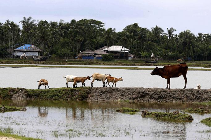 Goats and a cow stand near the field at Alel Than Kyaw village in Maungdaw township, Rakhine State, western Myanmar, 07 September 2017. Photo: Nyein Chan Naing/EPA
