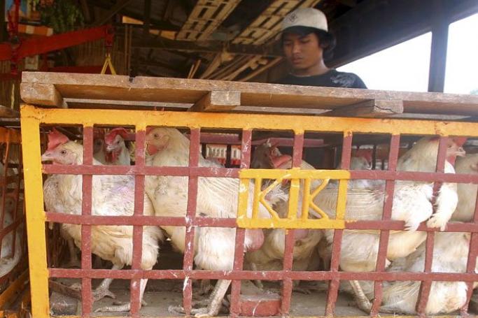 Chickens for sale in a market in Yangon, Myanmar March 15, 2006. Photo: Law Eh Soe/EPA
