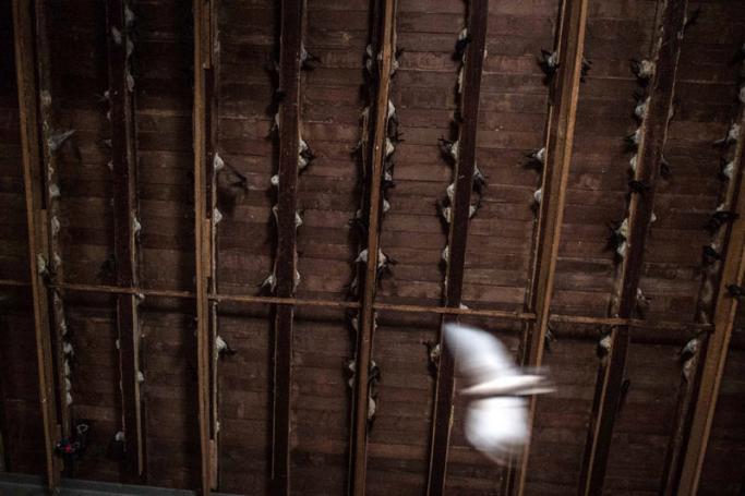 This picture taken on May 10, 2017 shows swiftlets making nests in the roof of a building in Myeik city, Tanintharyi Region in southeastern Myanmar. Photo: Ye Aung Thu/AFP
