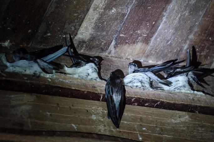 This picture taken on May 10, 2017 shows swiftlets making nests in the roof of a building in Myeik city, Tanintharyi Region in southeastern Myanmar. Photo: Ye Aung Thu/AFP
