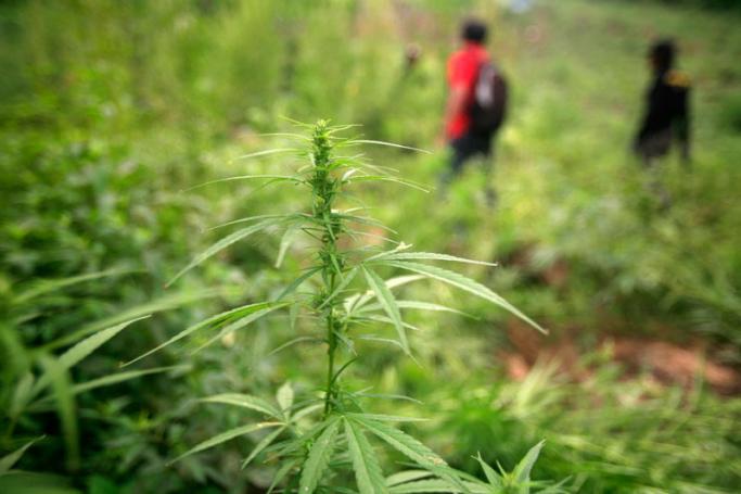 Marijuana in malay