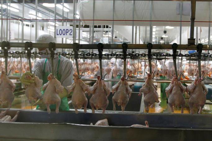 Thai factory workers process chicken meat. Photo: EPA
