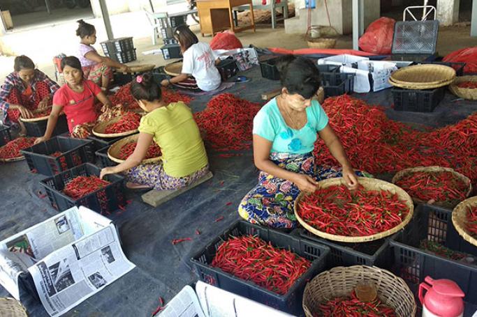 Women collecting fresh red chilli in Mandalay Region. Photo: MNA