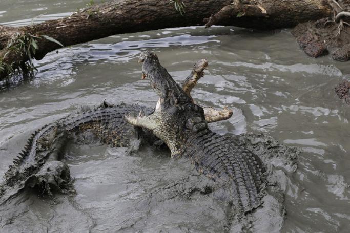 Crocodiles fight at a farm in Yangon. Photo: EPA