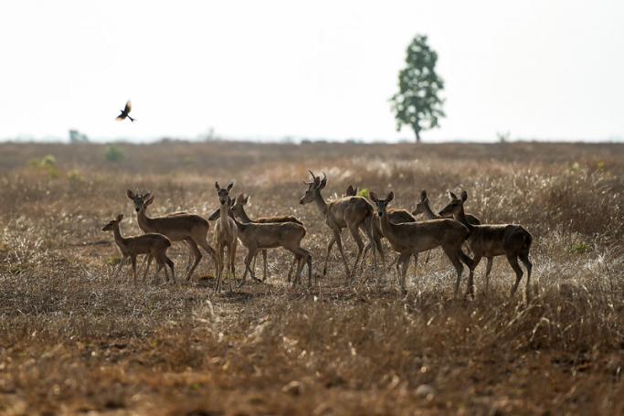 This photo taken on May 6, 2019 shows Eld's deer roaming in the Shwe Settaw nature reserve in Magway region. Photo: Ye Aung Thu/AFP