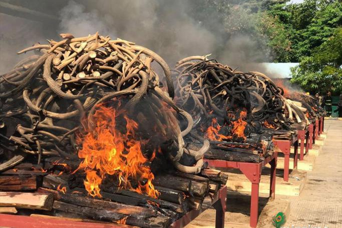 A pile of elephant tusks burn during the destruction ceremony of confiscated elephant ivory and wildlife parts at the Ministry of Natural Resources and Environmental Conservation in Nay Pyi Taw on 04 October 2018. Photo: Min Min/Mizzima