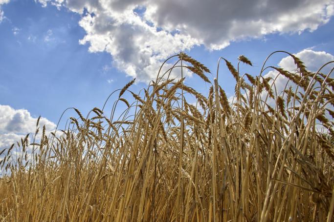 Ears of wheat at a field near the Kharkiv, Ukraine. Photo: EPA