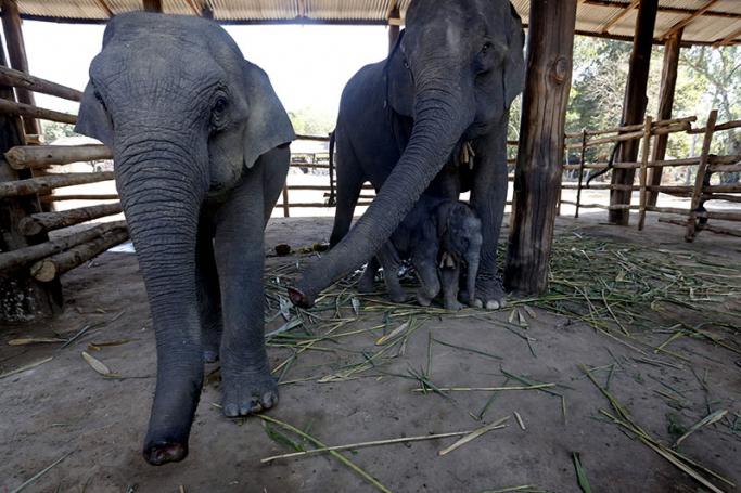 A family of elephants at Wingabaw Elephant Resort Camp in Bago (about 39 miles or 62 kilometer from Yangon), Myanmar, 02 February 2017. Photo: Nyein Chan Naing/EPA
