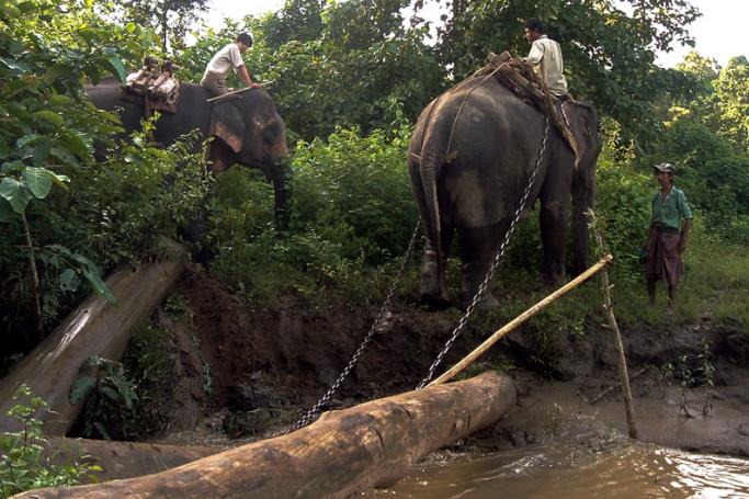 Workers using elephants for logging at an undisclosed location in Myanmar. Photo: AFP