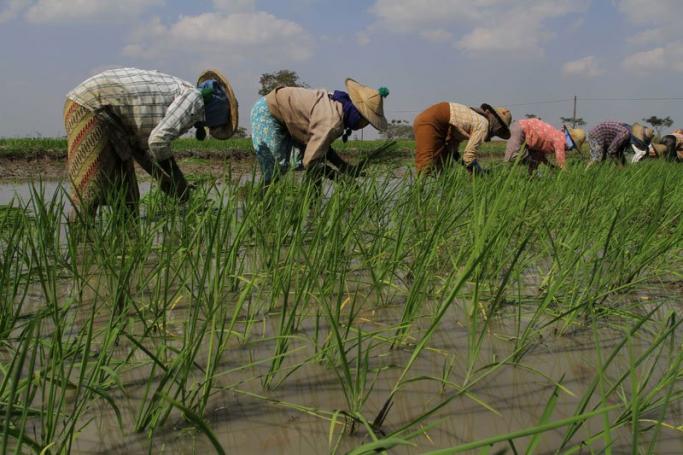 Farmers in a rice field in Pegu region. Photo: Ye Min/Mizzima

