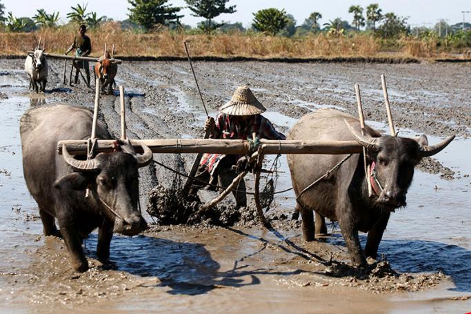 Farmers plough the land with buffaloes in Naypyitaw, Myanmar. Photo: Hein Htet/EPA
