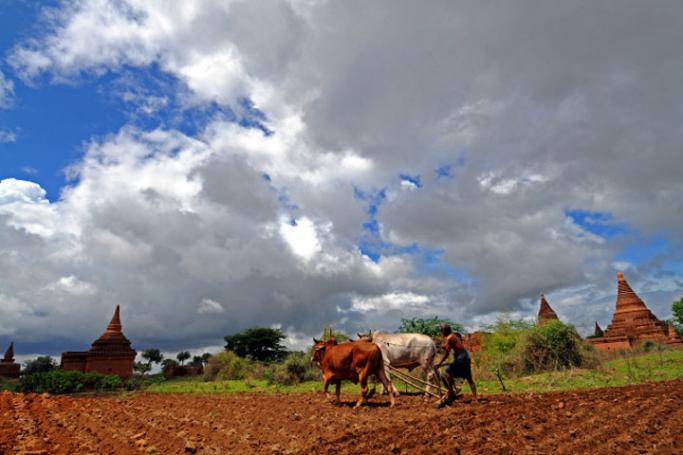 A farmer and his ox plough in a field near Bagan temple ruins in Mandalay region. Photo: Mizzima
