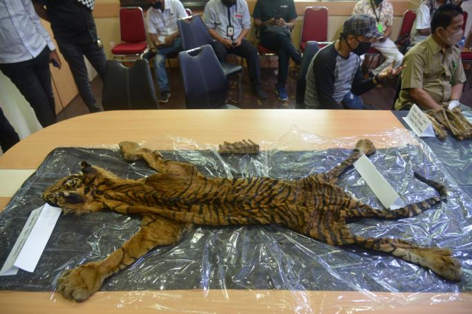 Indonesian police and Aceh’s Conservation Agency show a female tiger’s skin during a press conference following a raid and arrest of the perpetrators in Banda Aceh on June 22, 2020. Photo: AFP