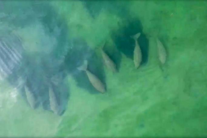 This aerial view screengrab from handout video from Thailand's National Marine Park Operation Center in Trang taken and released on April 22, 2020 shows dugongs swimming in Joohoy cape at Libong island in Trang province in southern Thailand. Photo: AFP