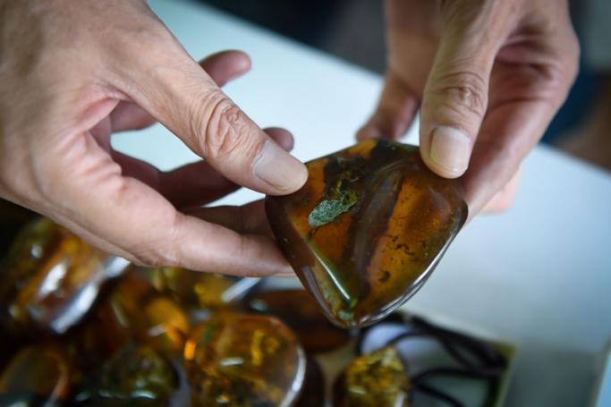 This picture taken on May 31, 2018 shows Akbar Khan, a 52-year-old self-described 'extreme fossil in amber hunter' inspecting a piece of honey-coloured fossilised tree sap from Kachin State in Myanmar at his streetside stall in Bangkok. Photo: Lillian Suwanrumpha/AFP
