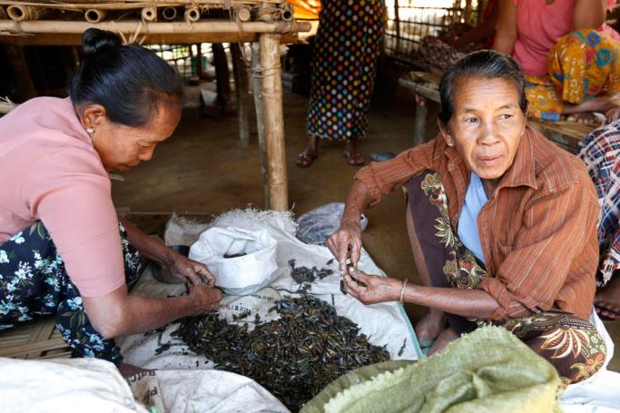 Rakhine ethnic elderly women who fled from an area struck by conflict between the Myanmar military and Arakan Army, sort small mussels at the Yan Aung Myay temporary camps in Buthidaung township, Rakhine State, Myanmar. Photo: EPA 