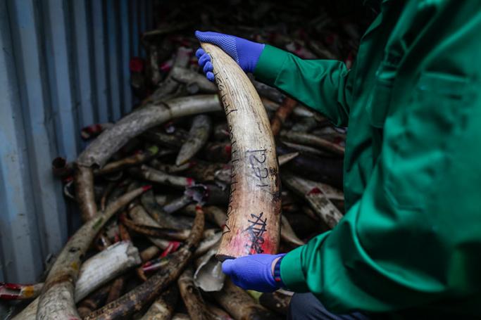 Picture of ivory loaded into container. Photo: EPA
