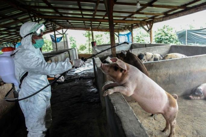 Hog cholera has already killed 6,000 pigs across North Sumatra since September (AFP Photo/ALBERT IVAN DAMANIK) 