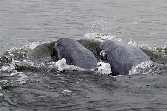 (FILE) A handout photograph made available by World Wide Fund for nature (WWF) on 18 June 2009 shows Irrawaddy dolphins swimming in the Mekong River in Kratie province, Cambodia, 25 April 2007. Photo: EPA
