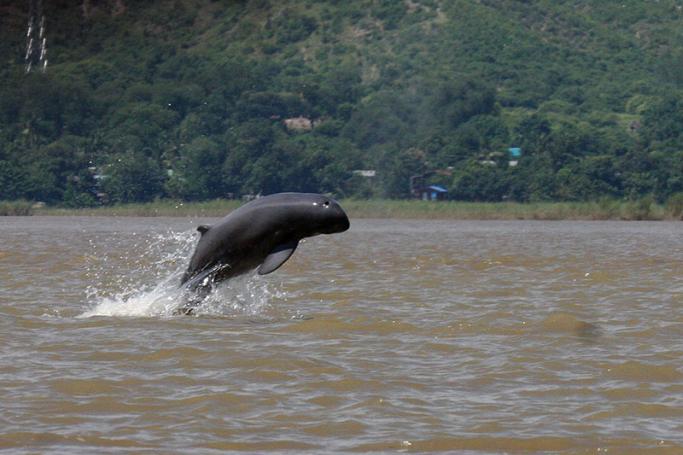 This handout from the Wildlife Conservation Society taken on September 9, 2016 and released on November 23, 2016 shows an Irrawaddy dolphin jumping in the Irrawaddy river near Mandalay. Photo: Wildlife Conservation Society/AFP
