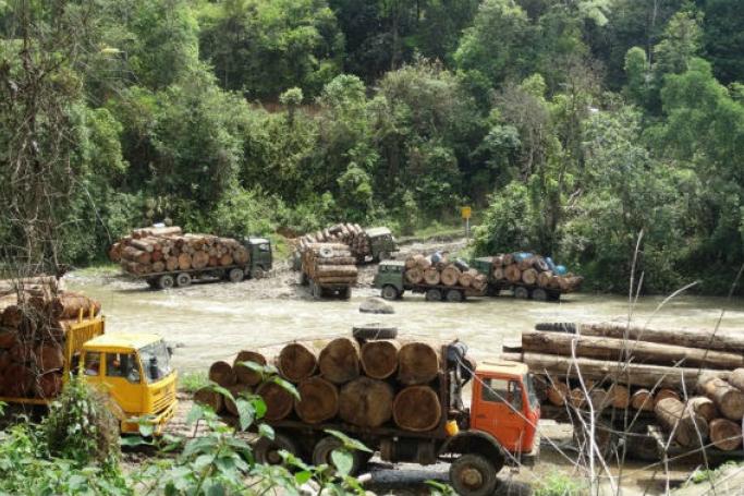 Log trucks in Kachin waiting to cross into China in April 2015. Photo: Environmental Investigation Agency
