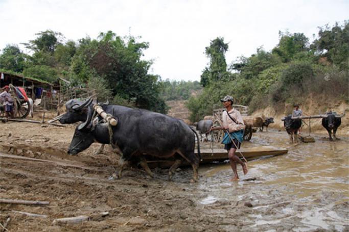 A buffalo being used in the illegal extraction of trees at a covert logging camp in the Bago Yoma Range. Photo: Hong Sar/Mizzima

