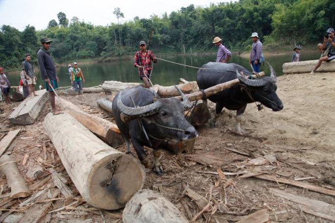 Buffaloes being used to move illegally logged wood in a covert logging camp in the Bago Yoma Range. Photo: Hong Sar/Mizzima
