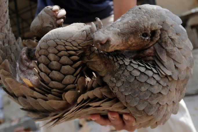 A Cambodian animal keeper carries a male pangolin at Phnom Tamao Wildlife Rescue Center in Takeo province, Cambodia. Photo: EPA