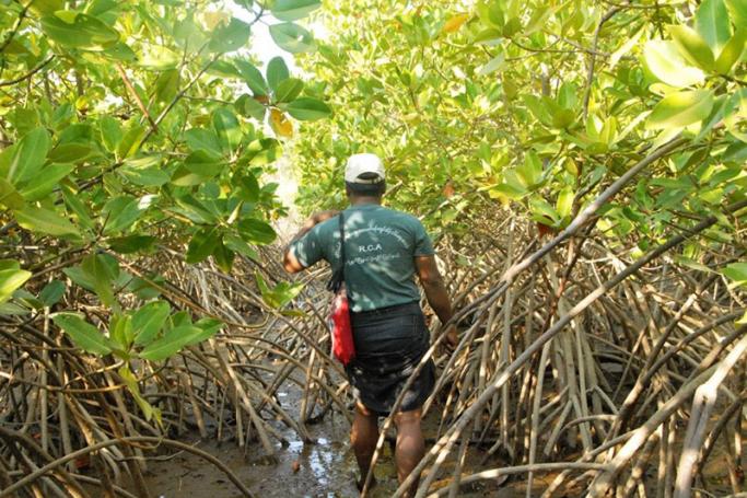 Community projects appear to have stemmed the loss of mangrove forests in southern Rakhine State. Photo: Htet Khaung Linn / Myanmar Now
