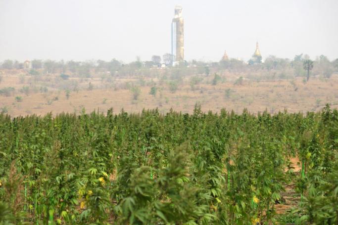 This picture taken on April 24, 2019 shows marijuana plants in Ngunzun township near Mandalay. Photo: AFP
