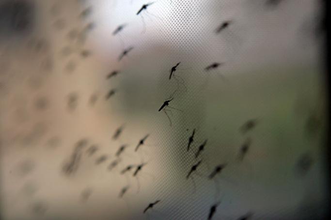 Anopheles gambiae mosquito's, a vector for the malaria parasite. Photo: EPA